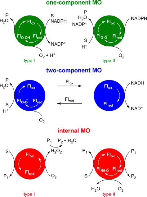 monooxygenase|monooxygenase wikipedia.